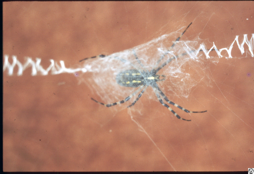 spider 2.jpg